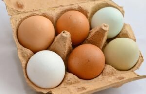 Egg 653303 1280