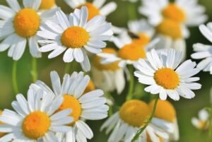 Flowers 401490 640