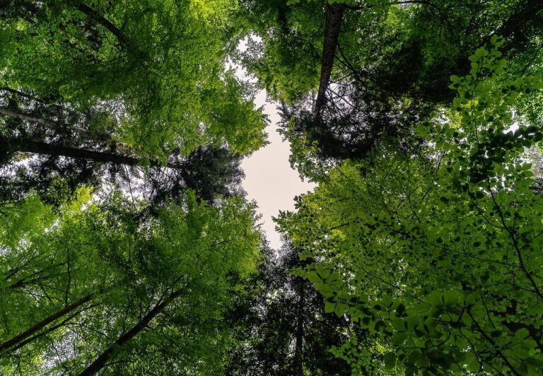 Forest 3409907 1280