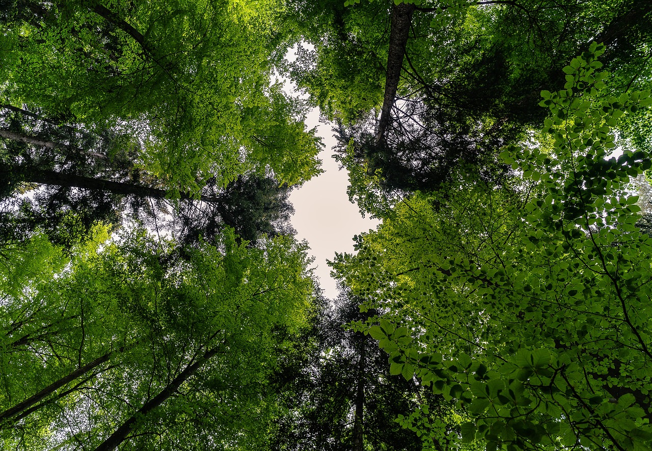 Estar 20 minutos en un bosque reduce el estrés, afirma estudio científico