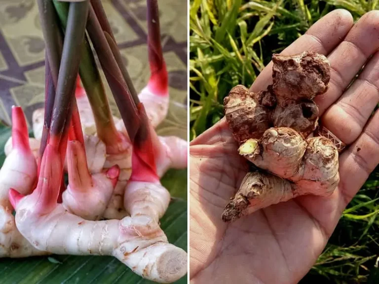 Planta de jengibre fotos sembrar en casa.jpg