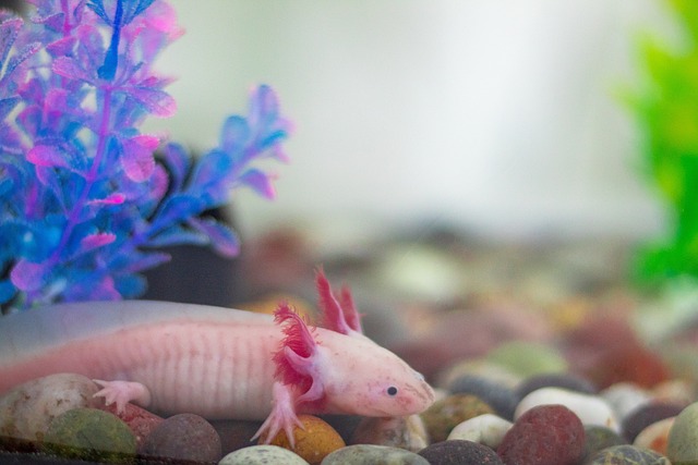 El increíble gen del ajolote que podría permitir la regeneración de extremidades en humanos