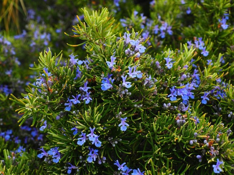 Rosemary 1090419 1280