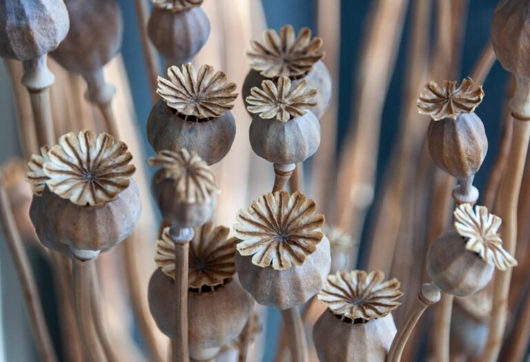 Seed pods 7414252 1280