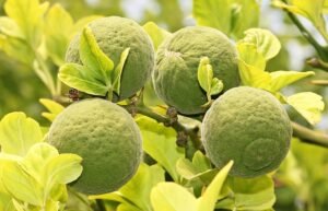 Trifoliate orange 1539633 640