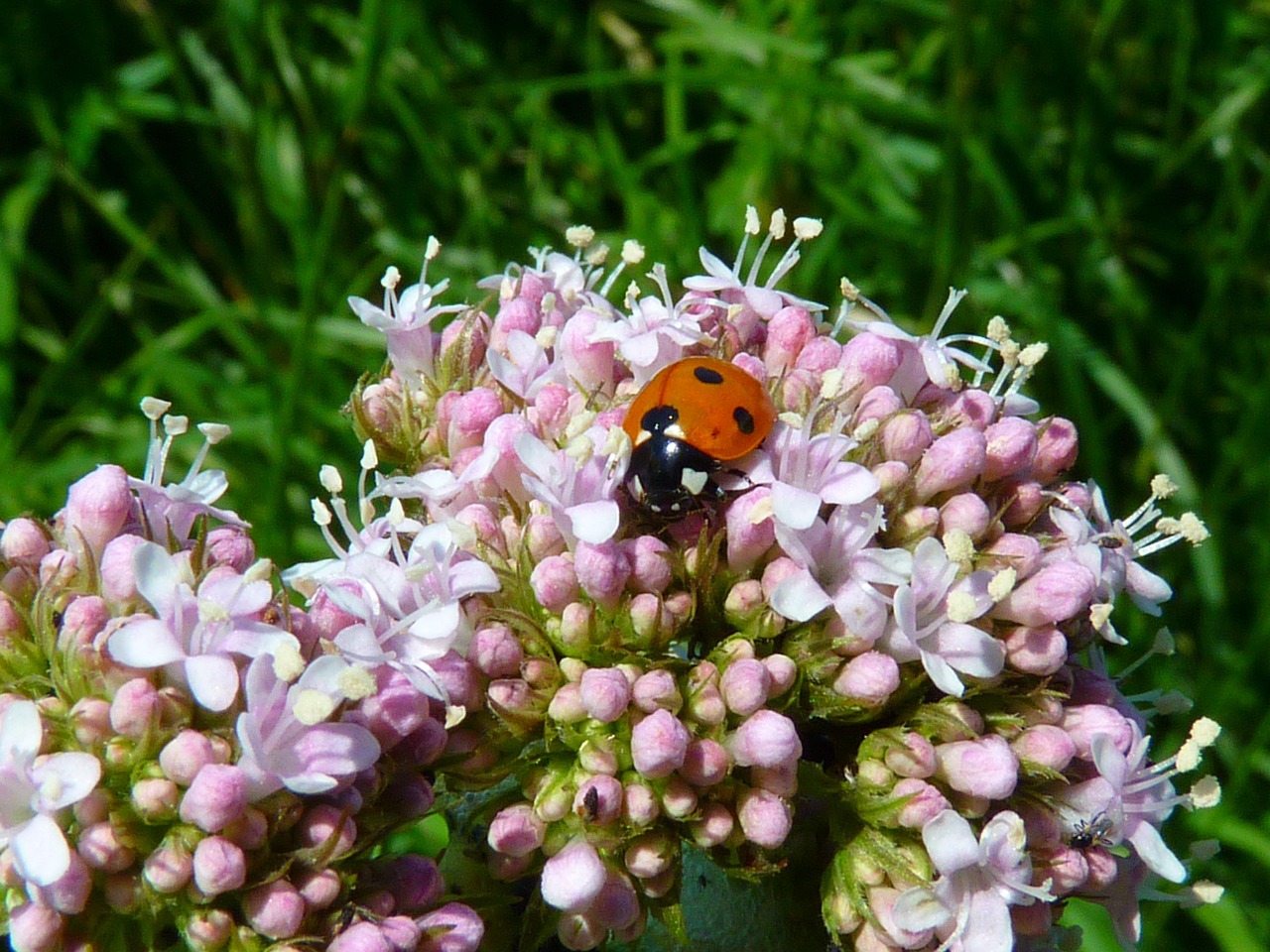 Beneficios de la Valeriana: La Planta Natural que Calma tu Cuerpo y Mente