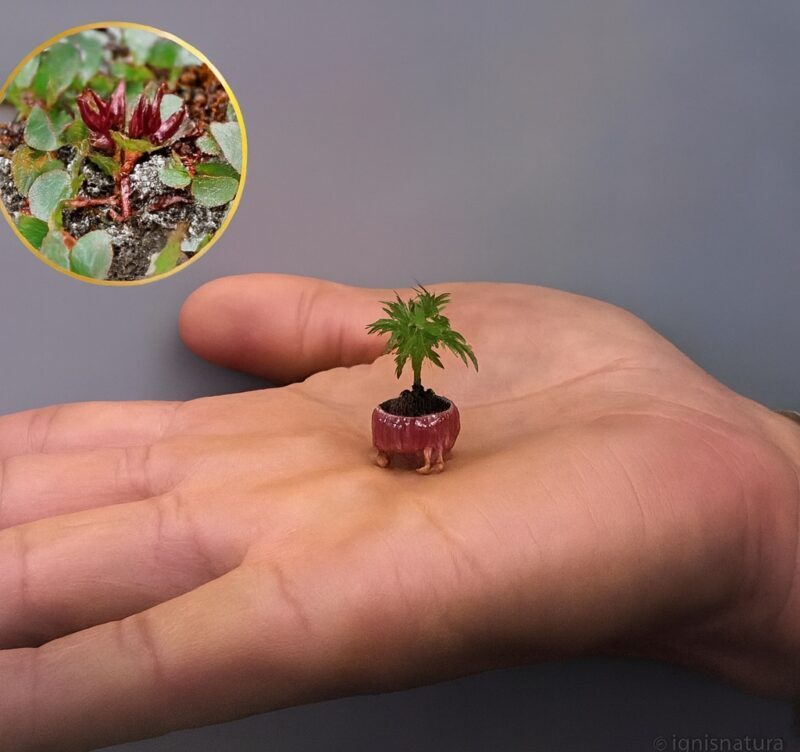 El árbol más pequeño del mundo: el sorprendente Sauce Enano de Groenlandia