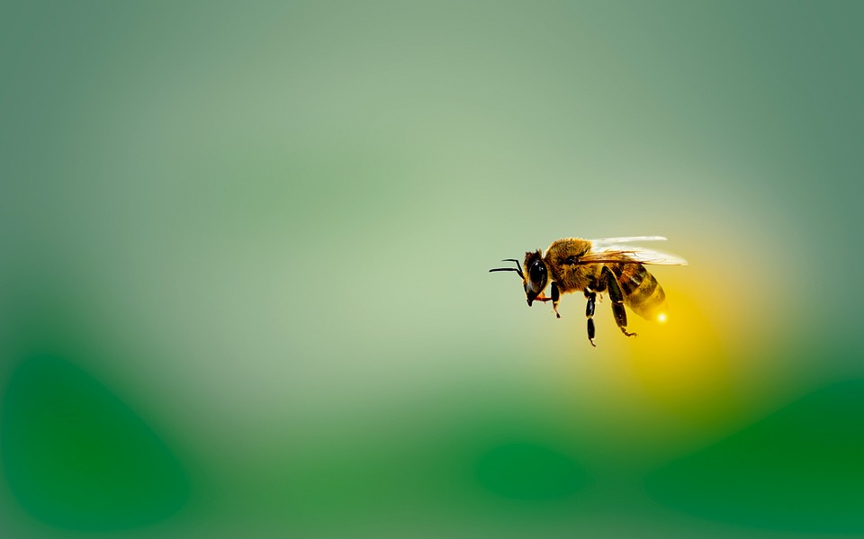 ¡Impresionante! Cómo los techos verdes en paradas de autobuses en Países Bajos ayudan al medioambiente y a las abejas