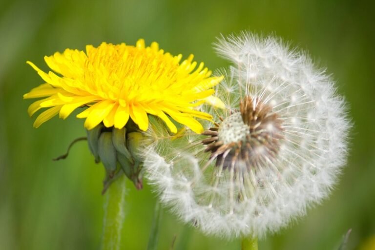 Dandelion 7361862 1280