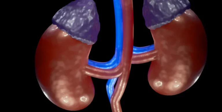 Kidney 6943031 1280