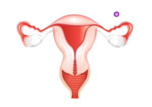 Ovary 5294636 1280