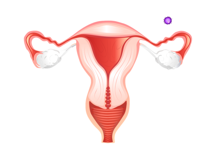 Ovary 5294636 1280