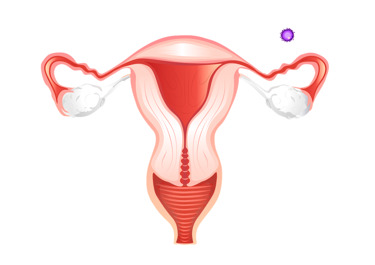 Ovulación y su implicancia en la salud de la mujer