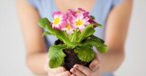 Plantas floracion anual