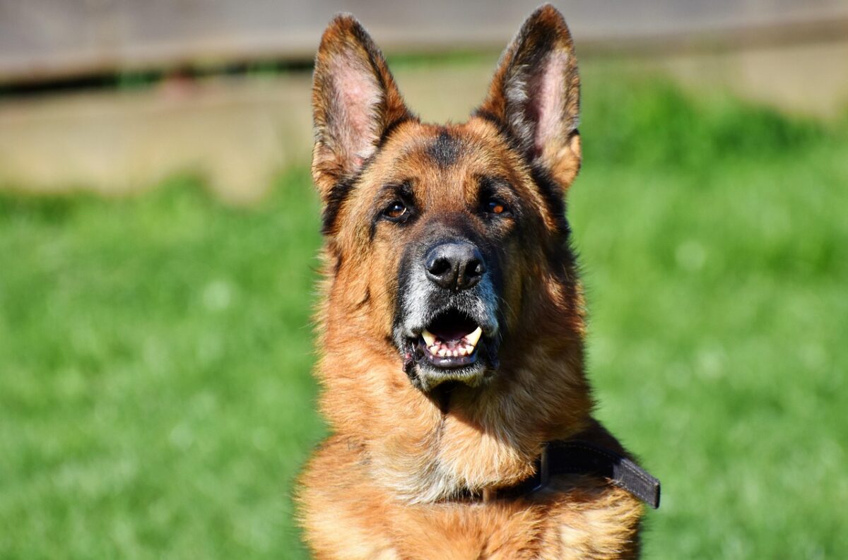 Caso de maltrato animal en Río Bueno: indignación y formalización por brutal muerte de un perro