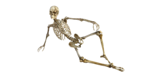 Skeleton 1561177 1280