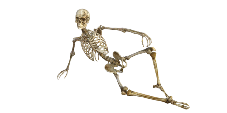 Skeleton 1561177 1280