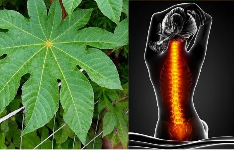 El poder de las hojas de ricino: propiedades, usos y beneficios naturales