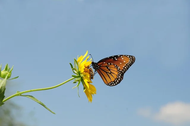 El mundo se está volviendo menos colorido: la agonía de las mariposas tropicales