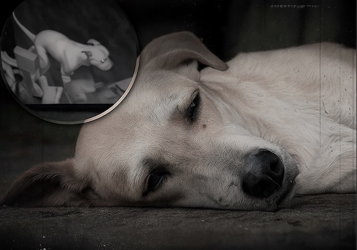 Lo que un perro hace antes de morir te romperá el corazón