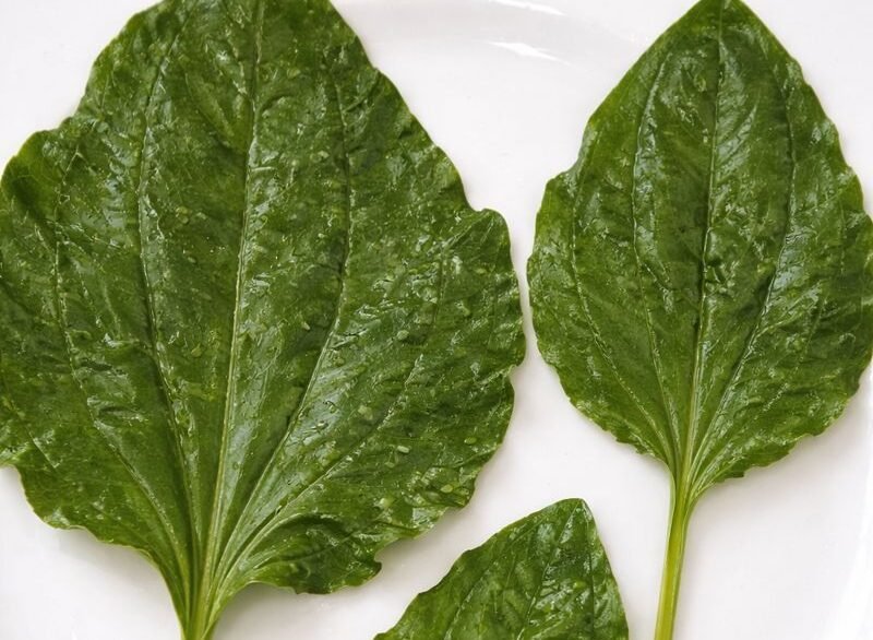 Jarabe de llantén y sus beneficios