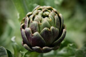 Artichoke 4271701