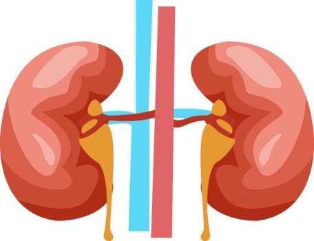 ¿Qué pasa con el cuerpo cuando le quitan un riñón? Cambios, síntomas y soluciones naturales post cirugía