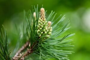 Pine cones 8699437
