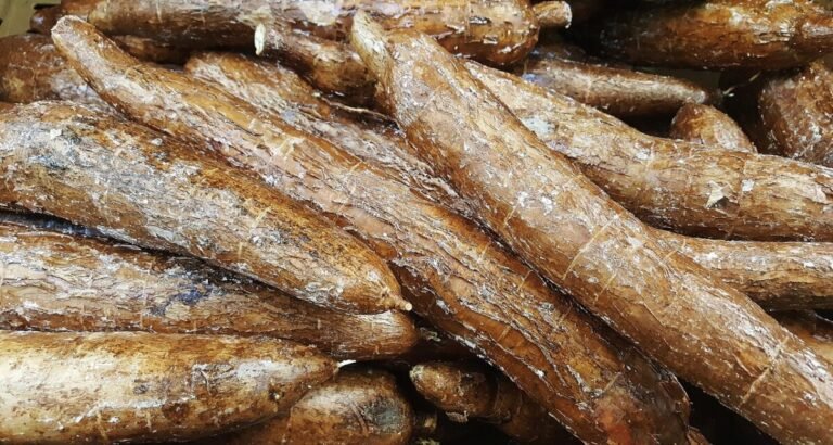 Yuca 1353258