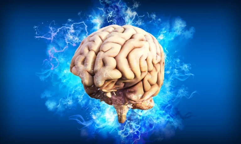 Brain 4314636
