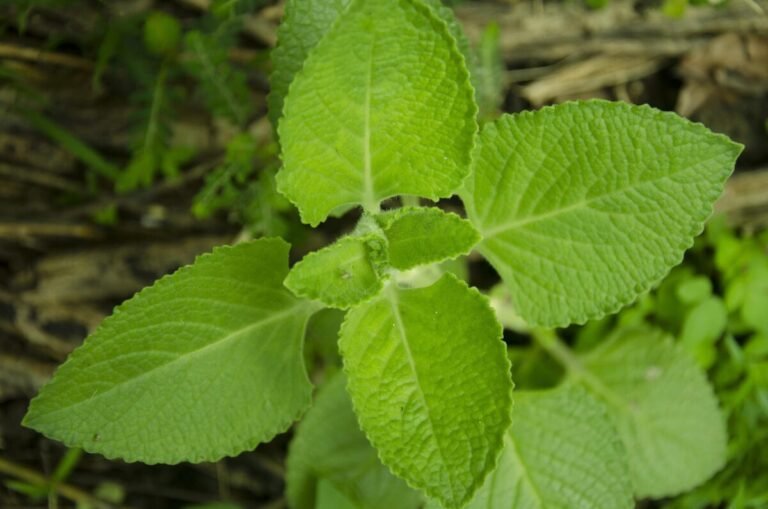 Oregano 4338622
