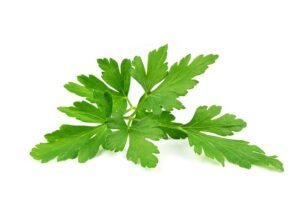 Parsley leaves 3327372