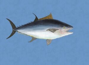 Tuna 7285848