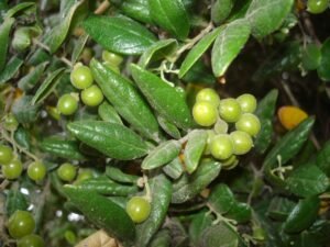 Boldo fruto 04.01.2010