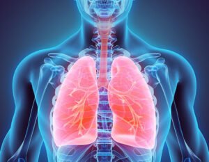 3D illustration of Lungs Part of Human Organic.