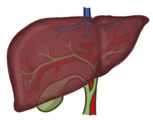 Liver 9333595