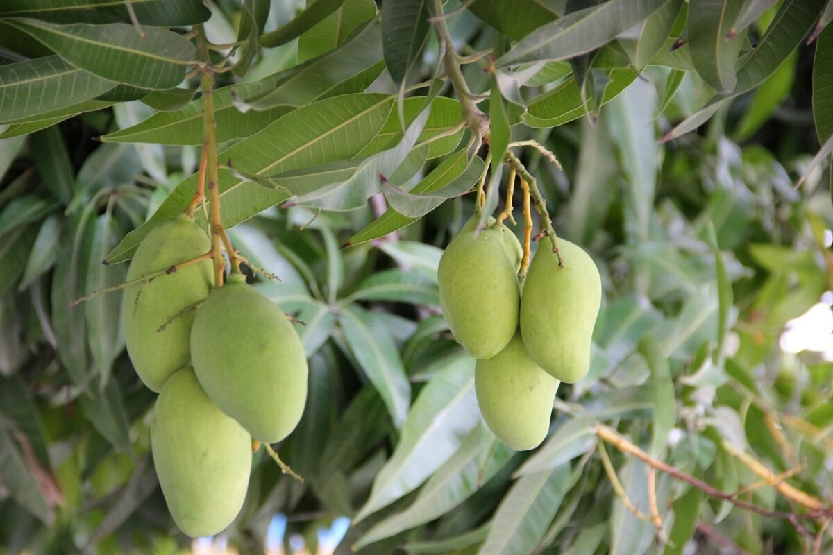 Hoja de mango: beneficios para la salud y cómo consumirla