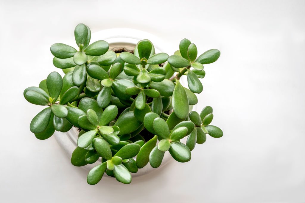 Truco de 10 días con la planta de jade: Cómo usarla para atraer suerte, prosperidad y energía positiva