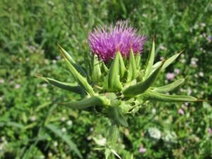 Silybum marianum 848753