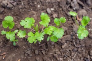 Cómo cultivar condimentos en casa: guía completa para tener hierbas frescas todo el año