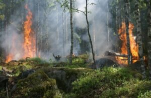 Forest fire 432870