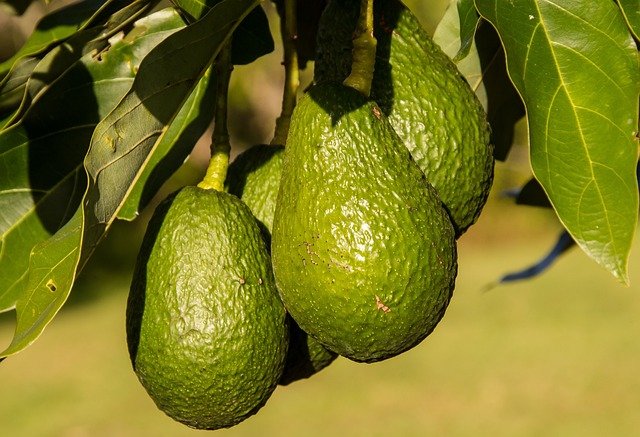 Avocados 945418
