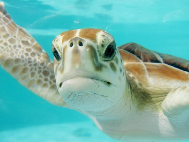 tortugas