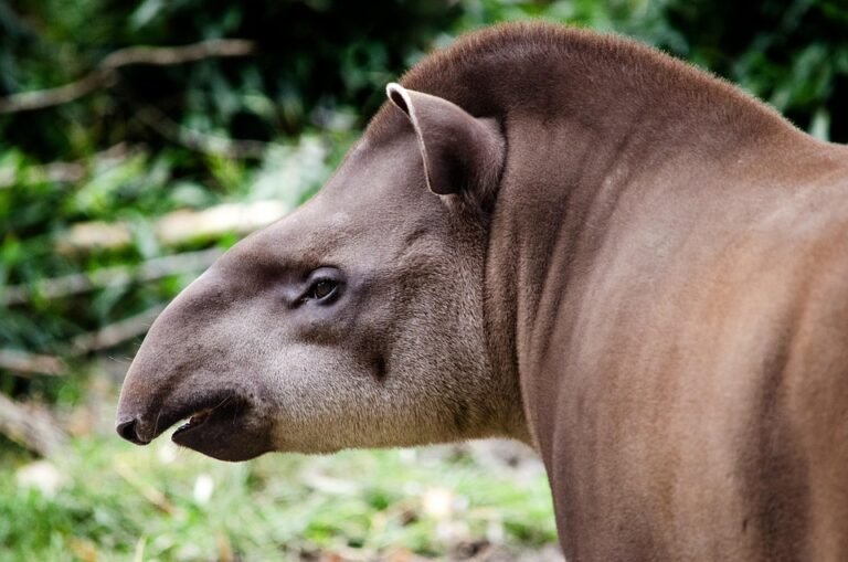 Tapir 7504609 960